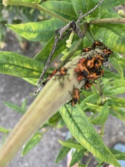 Oncopeltus fasciatus