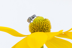 Coelioxys rufitarsis
