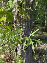 Quercus laurifolia