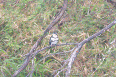 Chloroceryle americana