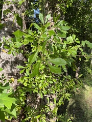 Quercus laurifolia