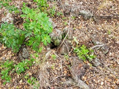 Heptapleurum arboricola