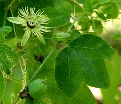 Passiflora lutea