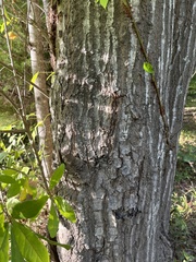 Quercus laurifolia