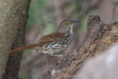 Toxostoma longirostre