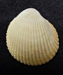Dallocardia muricata