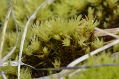 Aulacomnium palustre