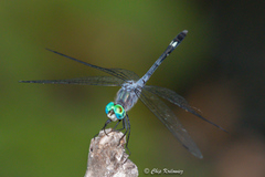 Micrathyria aequalis
