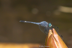 Micrathyria aequalis