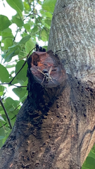 Dolichovespula maculata