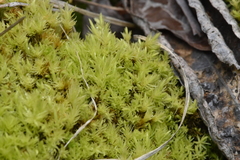 Aulacomnium palustre