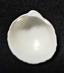 Laevicardium serratum