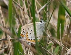 Plebejus argyrognomon