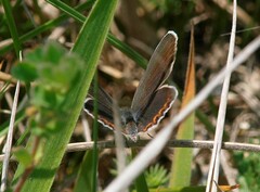 Plebejus argyrognomon