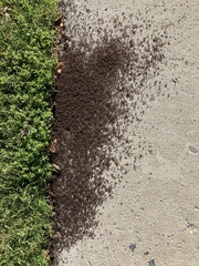 Tetramorium immigrans