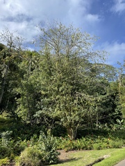 Ceiba pentandra