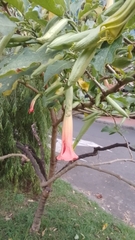 Brugmansia sanguinea