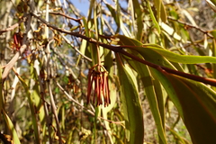 Amyema pendula pendula