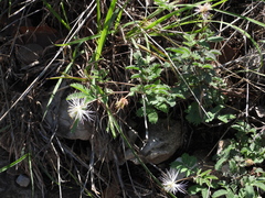 Desmanthus velutinus