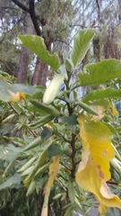 Brugmansia sanguinea