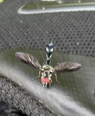 Pelecinobaccha costata