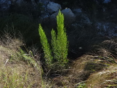 Baccharis neglecta