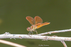 Perithemis domitia