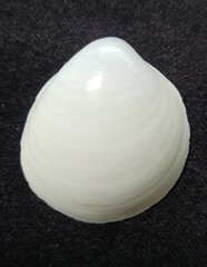 Laevicardium serratum