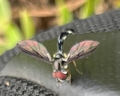 Pelecinobaccha costata