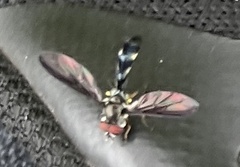 Pelecinobaccha costata