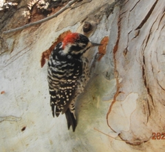 Dryobates nuttallii