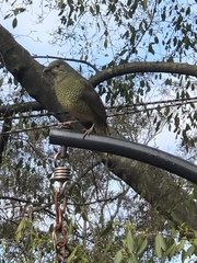 Ptilonorhynchus violaceus