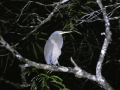 Tigrisoma mexicanum