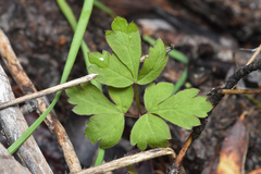 Tiarella trifoliata
