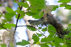 Setophaga nigrescens