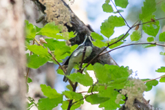 Setophaga nigrescens