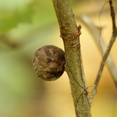 Amphibolips melanocera