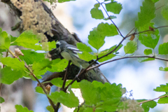 Setophaga nigrescens