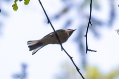 Setophaga nigrescens