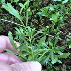 Dyschoriste linearis