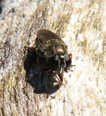 Eumerus