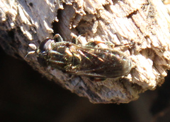Eumerus