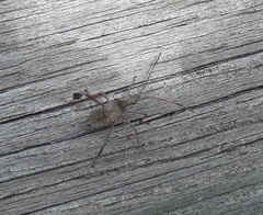 Coreoidea