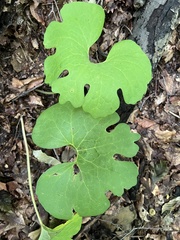 Sanguinaria canadensis