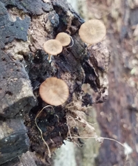 Simocybe centunculus
