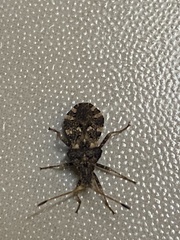 Centrocoris spiniger