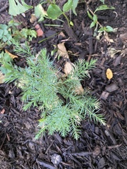 Juniperus virginiana