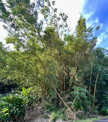 Bambusa vulgaris