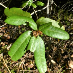 Andricus quercusfoliatus