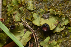 Peltigera venosa